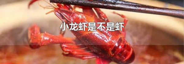 小龙虾是不是虾