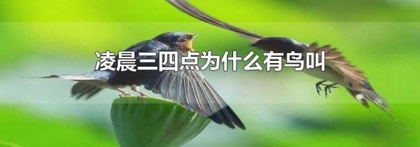 凌晨三四点为什么有鸟叫