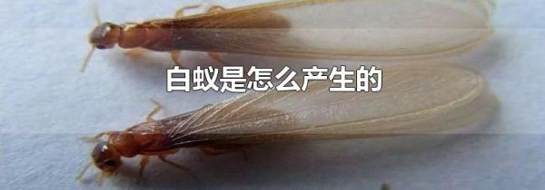 白蚁是怎么产生的