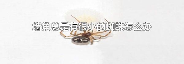 墙角总是有很小的蜘蛛怎么办