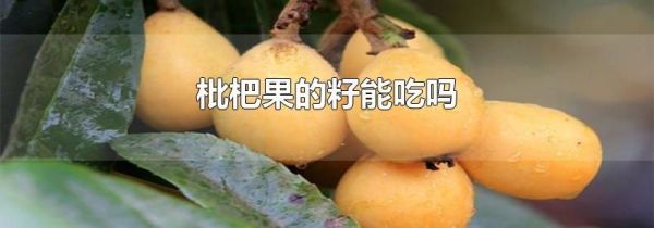 枇杷果的籽能吃吗