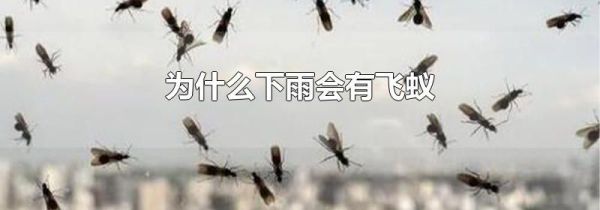 为什么下雨会有飞蚁