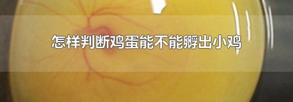 怎样判断鸡蛋能不能孵出小鸡