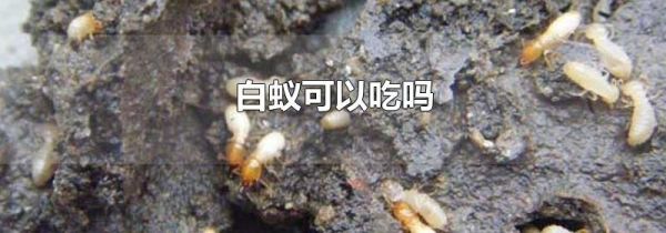 白蚁可以吃吗