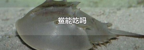 鲎能吃吗