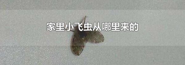 家里小飞虫从哪里来的