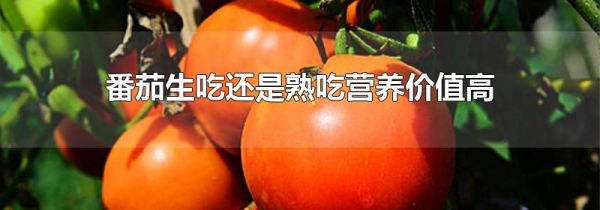 番茄生吃还是熟吃营养价值高