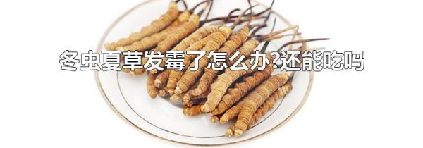 冬虫夏草发霉了怎么办?还能吃吗
