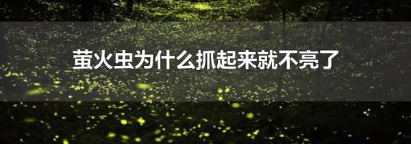 萤火虫为什么抓起来就不亮了