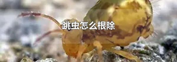 跳虫怎么根除