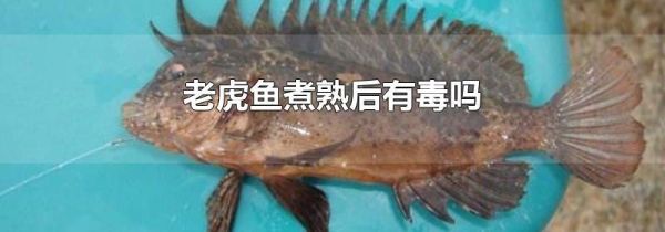 老虎鱼煮熟后有毒吗