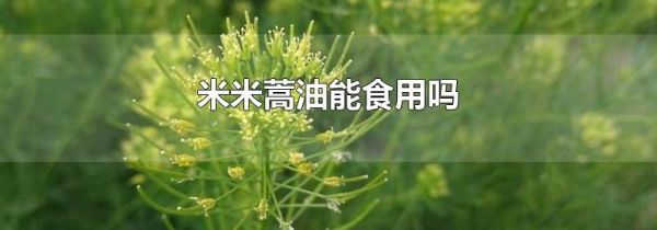 米米蒿油能食用吗