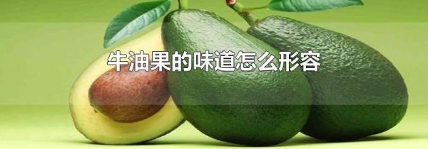 牛油果的味道怎么形容