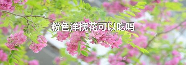 粉色洋槐花可以吃吗