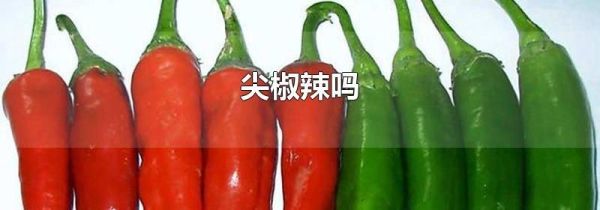 尖椒辣吗