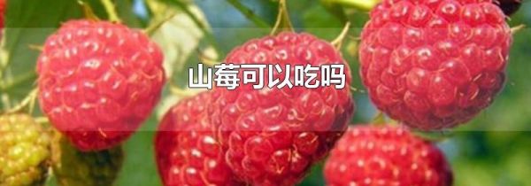 山莓可以吃吗