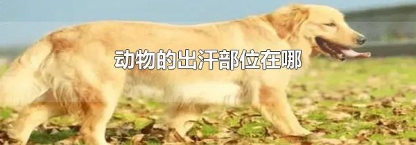 动物的出汗部位在哪