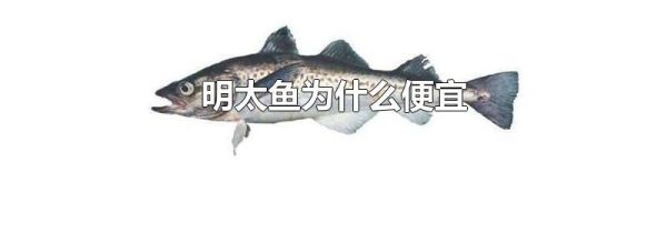 明太鱼为什么便宜