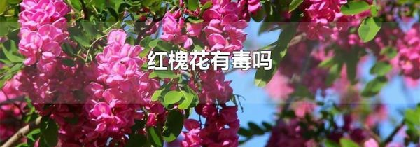 红槐花有毒吗