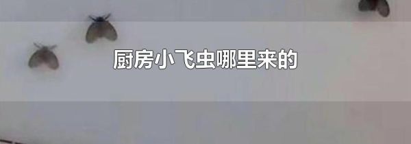 厨房小飞虫哪里来的
