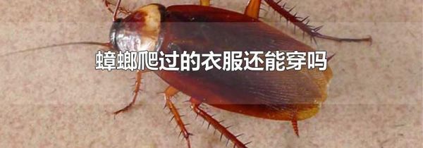 蟑螂爬过的衣服还能穿吗