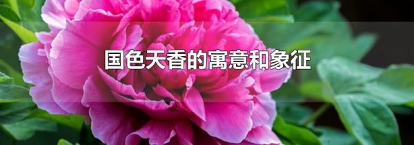国色天香的寓意和象征