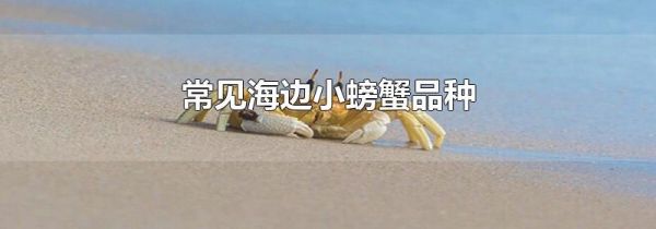 常见海边小螃蟹品种
