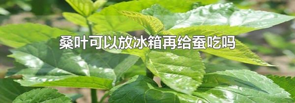 桑叶可以放冰箱再给蚕吃吗