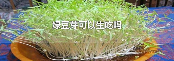 绿豆芽可以生吃吗