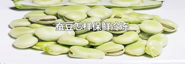 蚕豆怎样保鲜冷冻