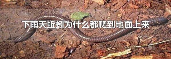 下雨天蚯蚓为什么都爬到地面上来