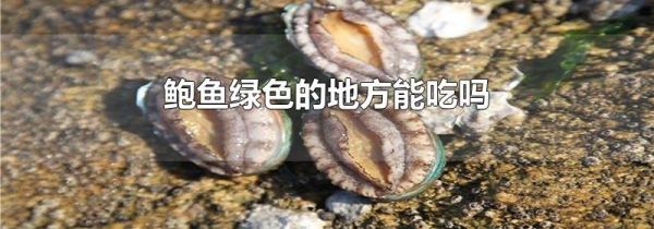 鲍鱼绿色的地方能吃吗