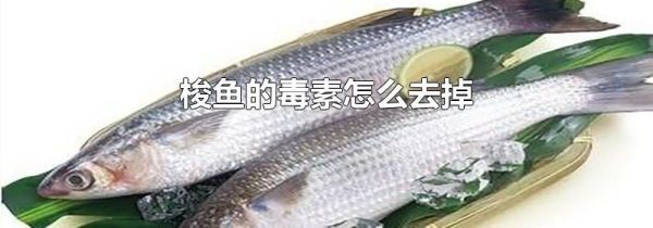 梭鱼的毒素怎么去掉