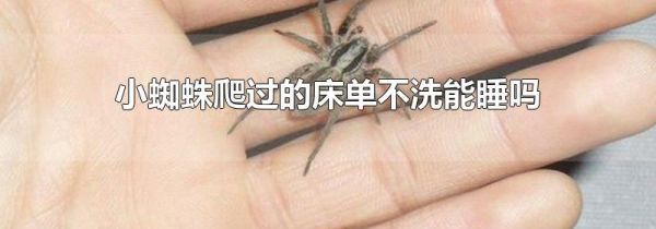 小蜘蛛爬过的床单不洗能睡吗