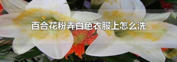 百合花粉弄白色衣服上怎么洗