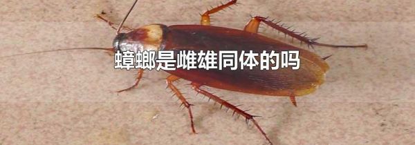 蟑螂是雌雄同体的吗