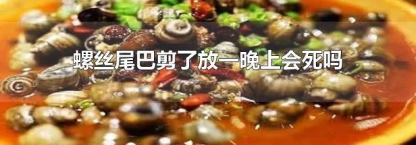 螺丝尾巴剪了放一晚上会死吗