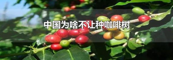 中国为啥不让种咖啡树