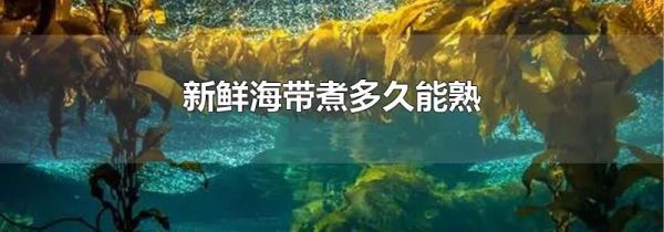 新鲜海带煮多久能熟