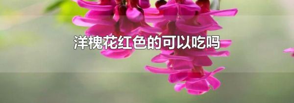 洋槐花红色的可以吃吗