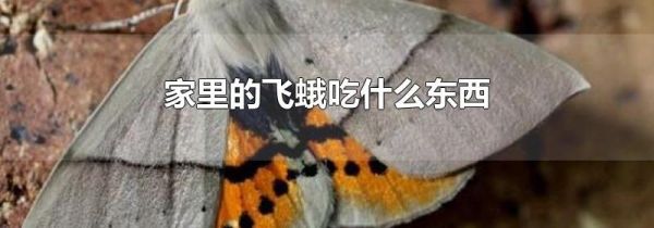 家里的飞蛾吃什么东西