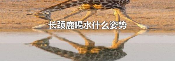 长颈鹿喝水什么姿势