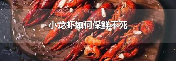 小龙虾如何保鲜不死