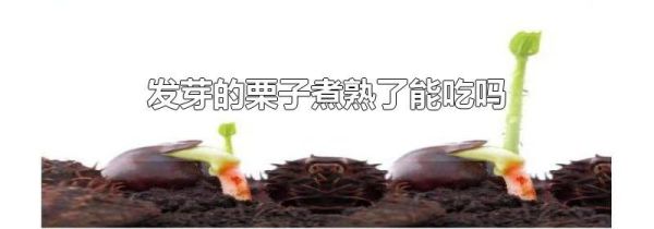 发芽的栗子煮熟了能吃吗