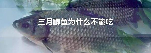 三月鲫鱼为什么不能吃