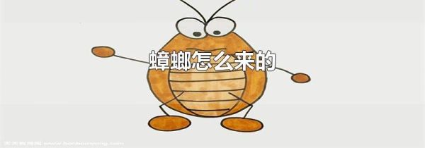 蟑螂怎么来的
