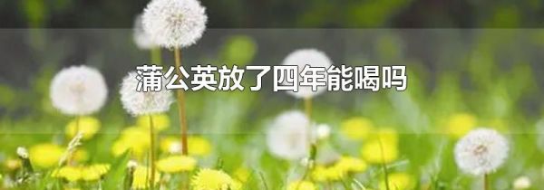 蒲公英放了四年能喝吗