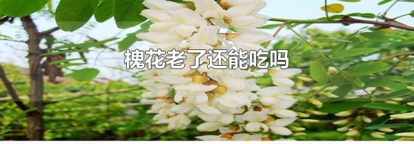槐花老了还能吃吗