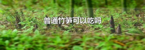 普通竹笋可以吃吗
