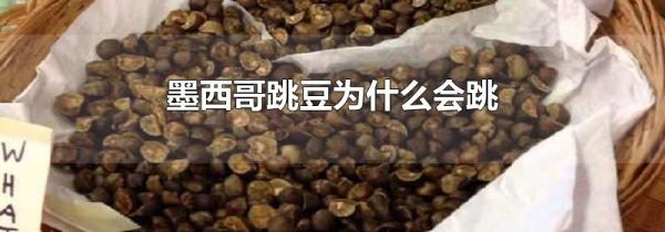 墨西哥跳豆为什么会跳